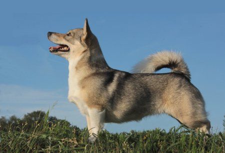 Curragh's Galona Gnomus Västgötaspets, Zweedse herder, Swedish Vallhund