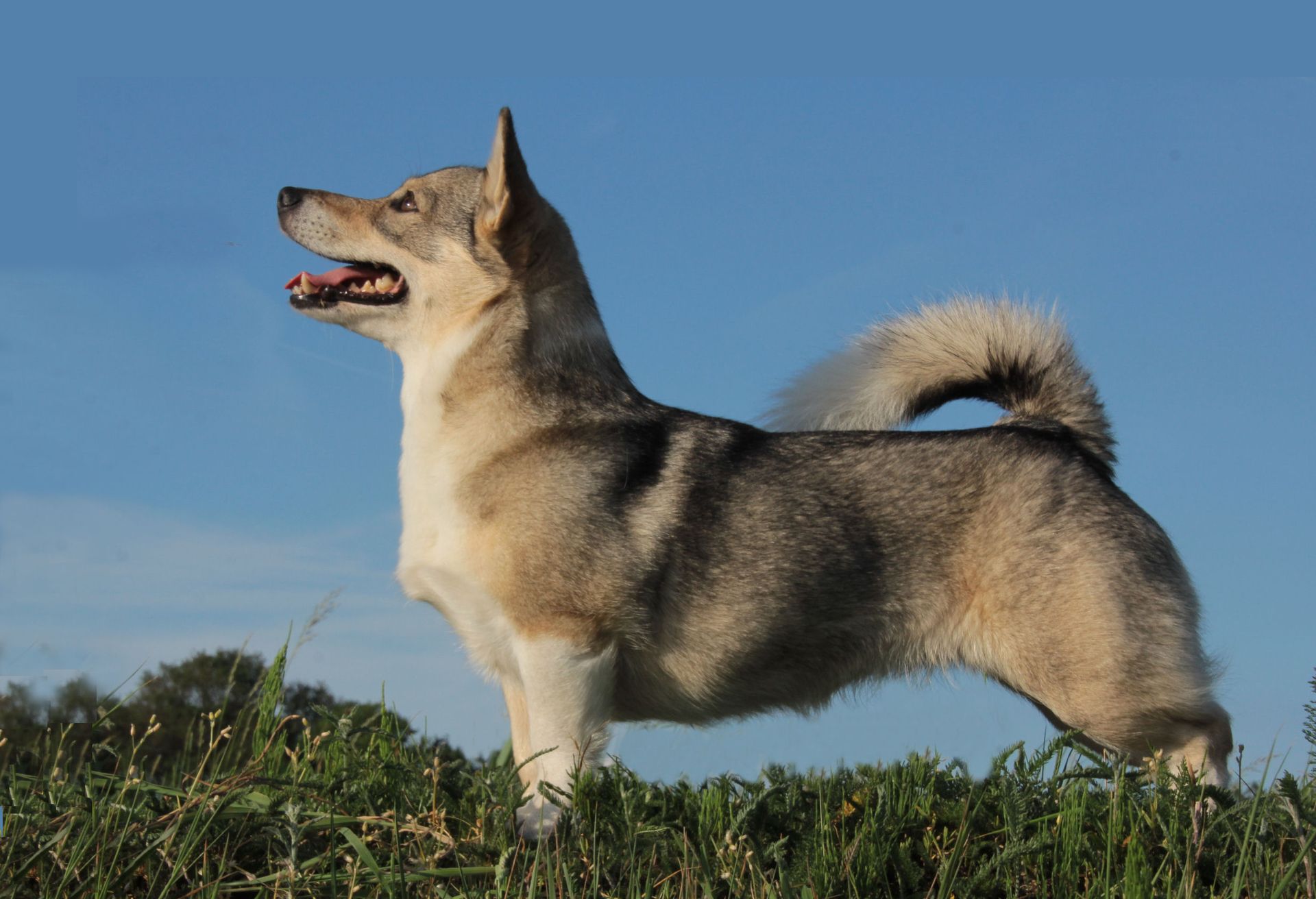 Curragh's Galona Gnomus 4 jaar Västgötaspets, Zweedse herder, Swedish Vallhund