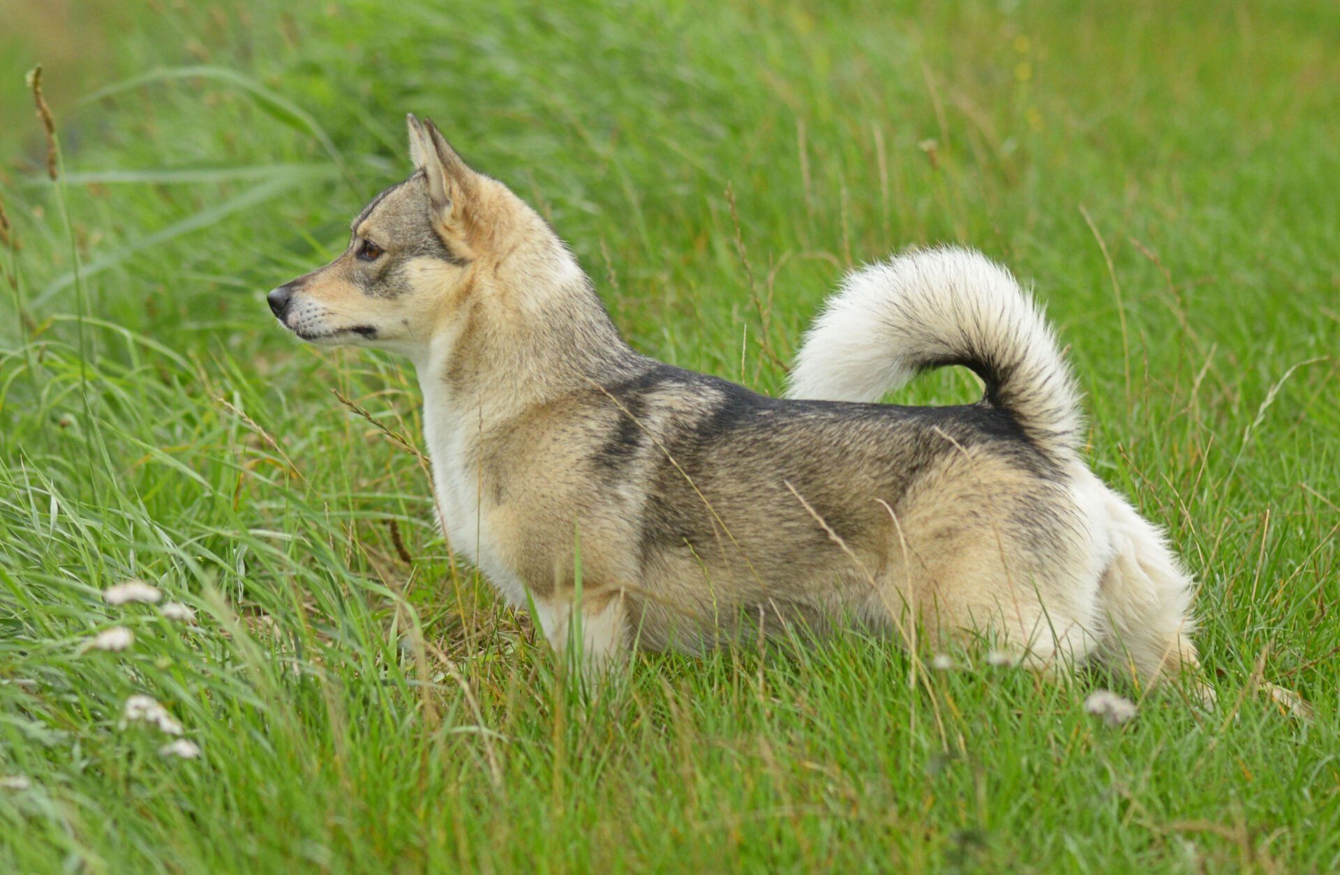 Curragh's Galona Gnomus 3 jaar Västgötaspets, Zweedse herder, Swedish Vallhund