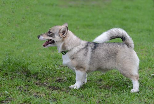 Curragh's Galona Gnomus 4 maanden Västgötaspets, Zweedse herder, Swedish Vallhund