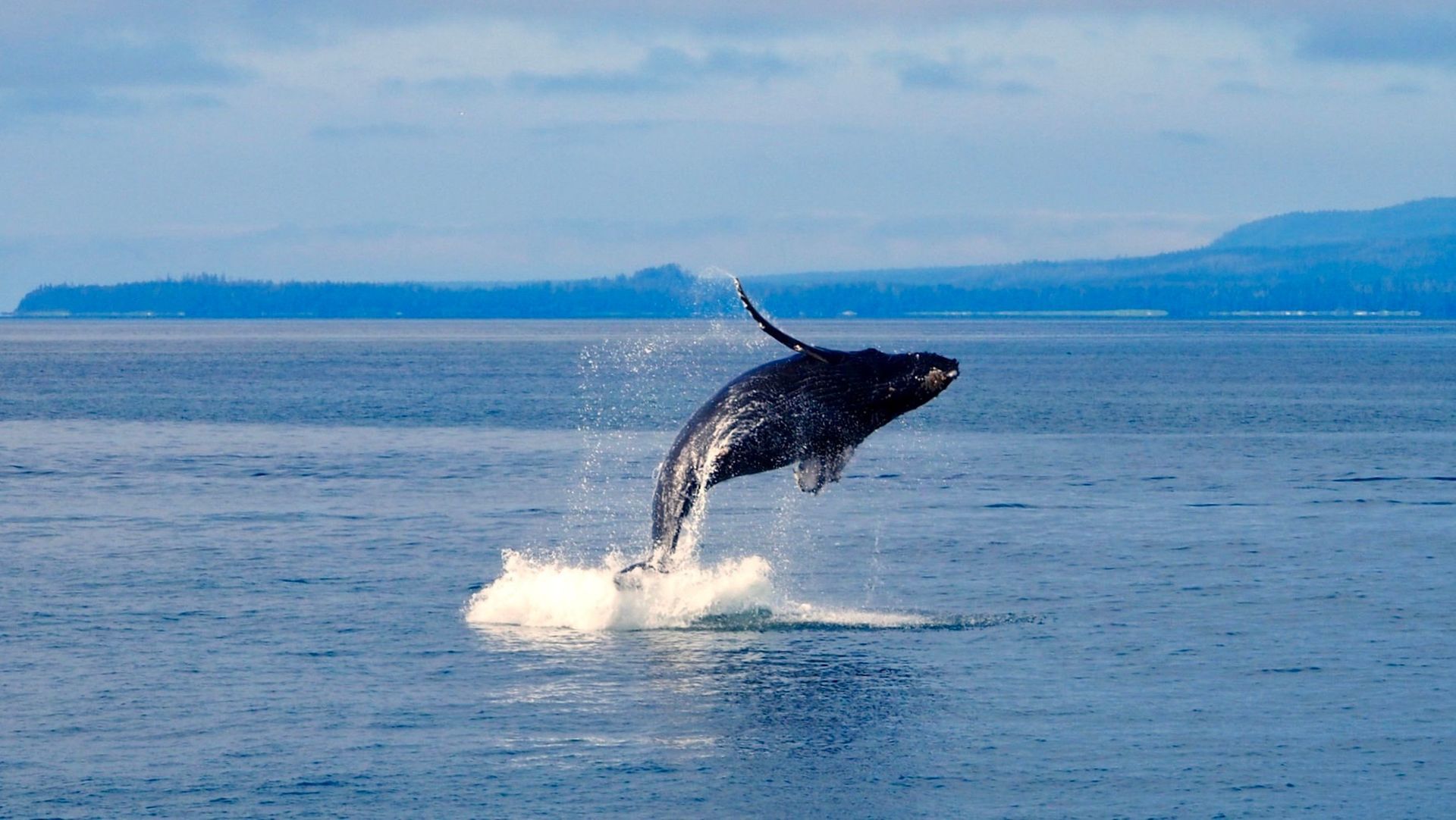 Whale breaching the ocean surface with distant coastline in the background