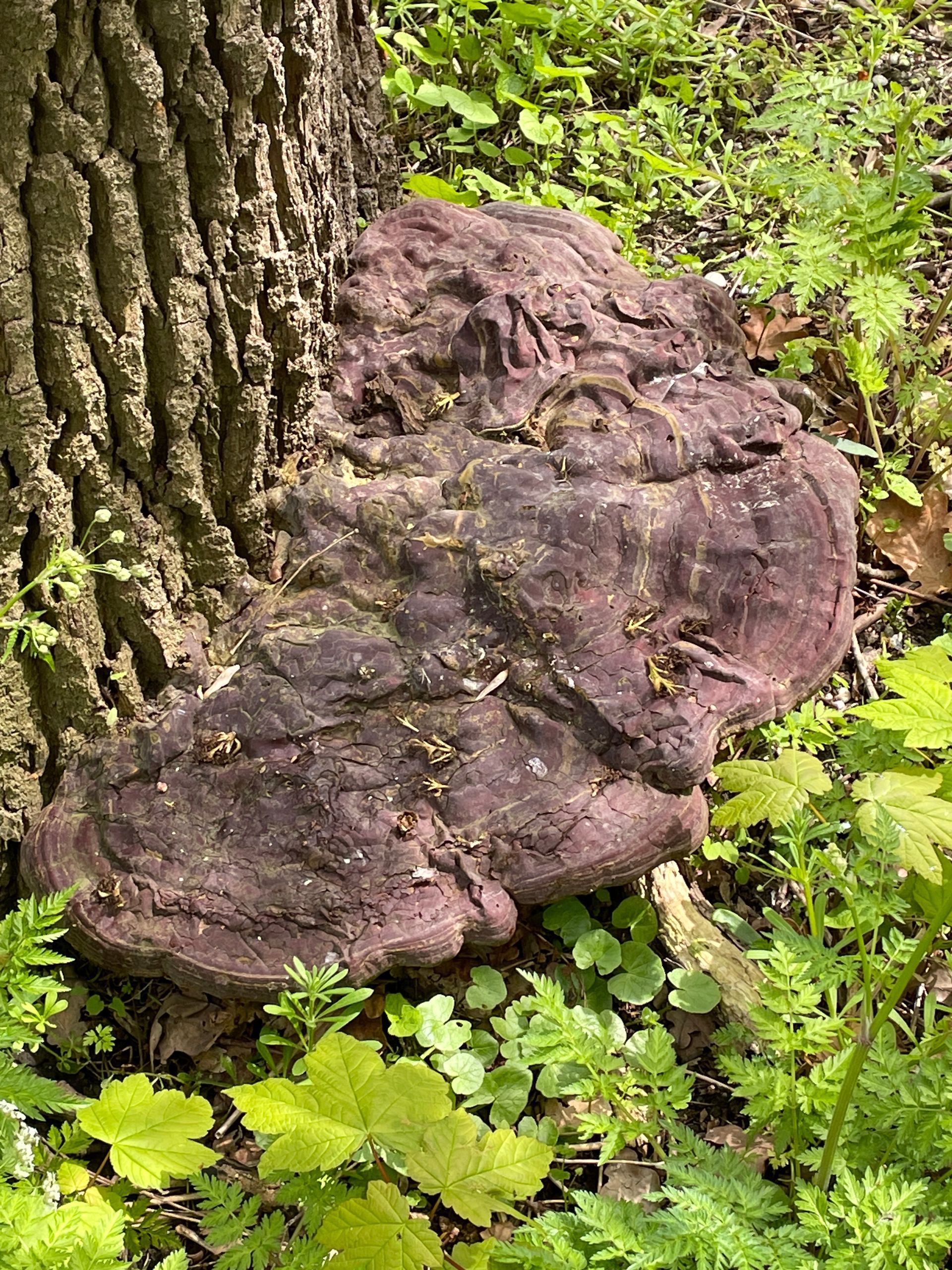 Verwonderwandeling