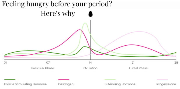 Hormone level line chart showing hunger, ovulation, and cycle phases before a period