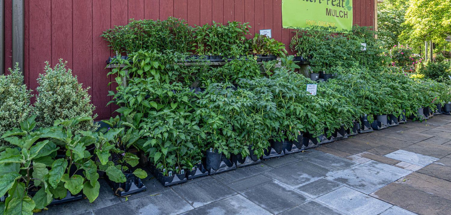 Potted green shrubs and plants lined up along a red building wall beside a stone walkway
