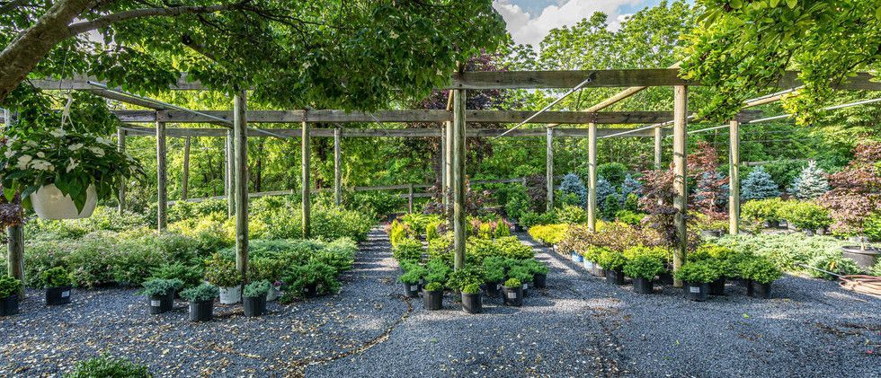 Rows of green potted plants under wooden pergolas in a sunny garden nursery