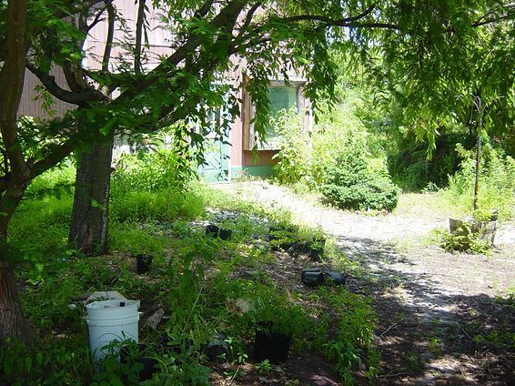 Shady yard with a dirt path, lush green trees, and a house partially visible in the background