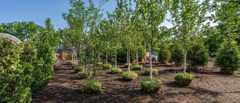 Tree nursery with rows of young trees and shrubs growing in mulch under a sunny sky