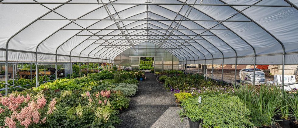 Greenhouse nursery with rows of flowering plants under a metal-framed canopy