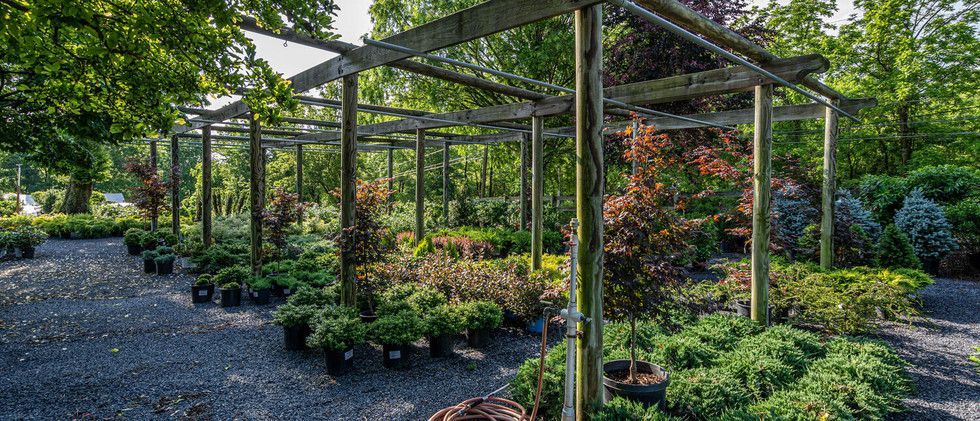 Outdoor plant nursery with trellises, potted shrubs, and gravel pathway in bright sunlight