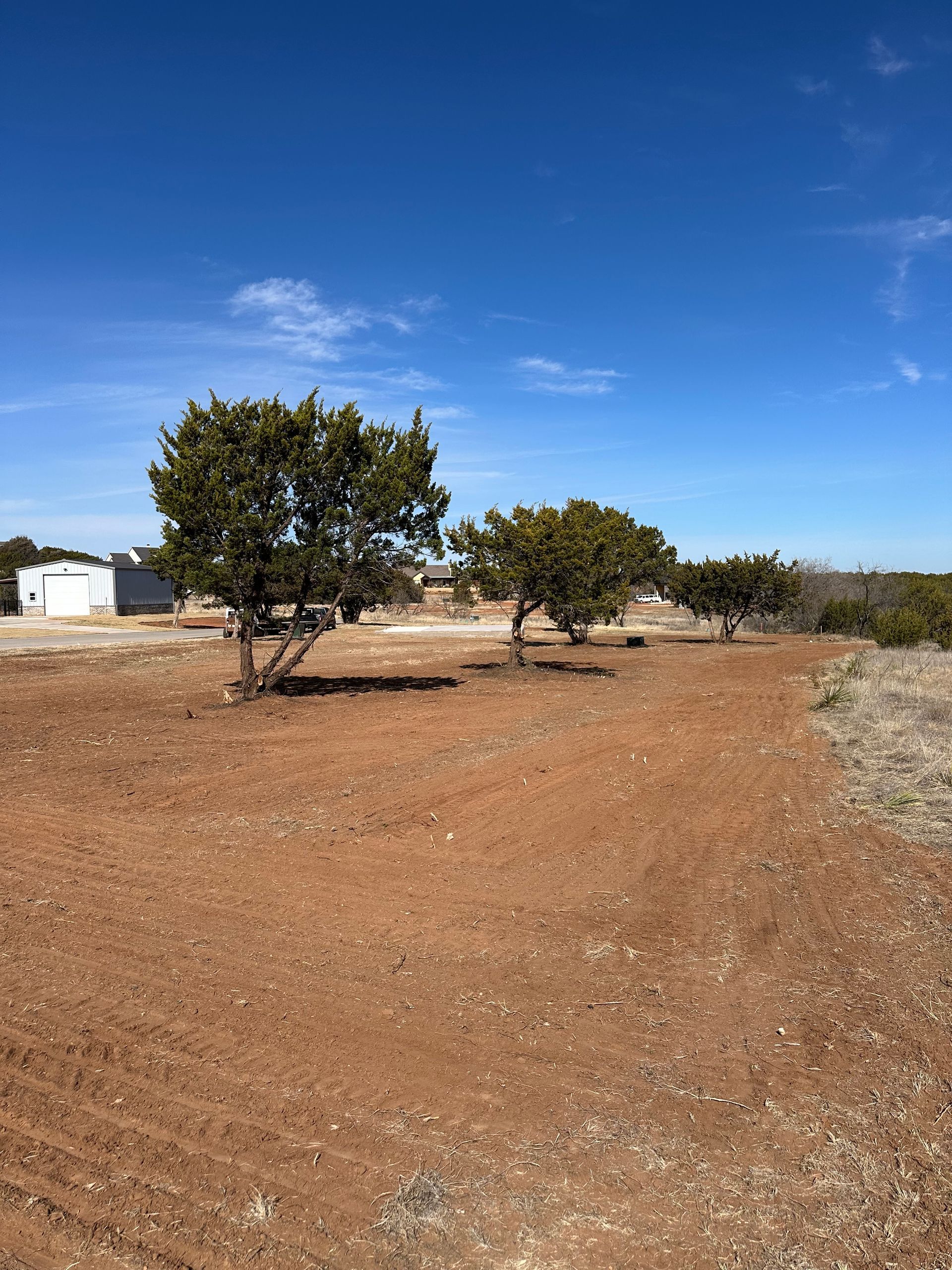A row of small, rounded green trees stands in a cleared, reddish-brown dirt field under a clear blue sky.