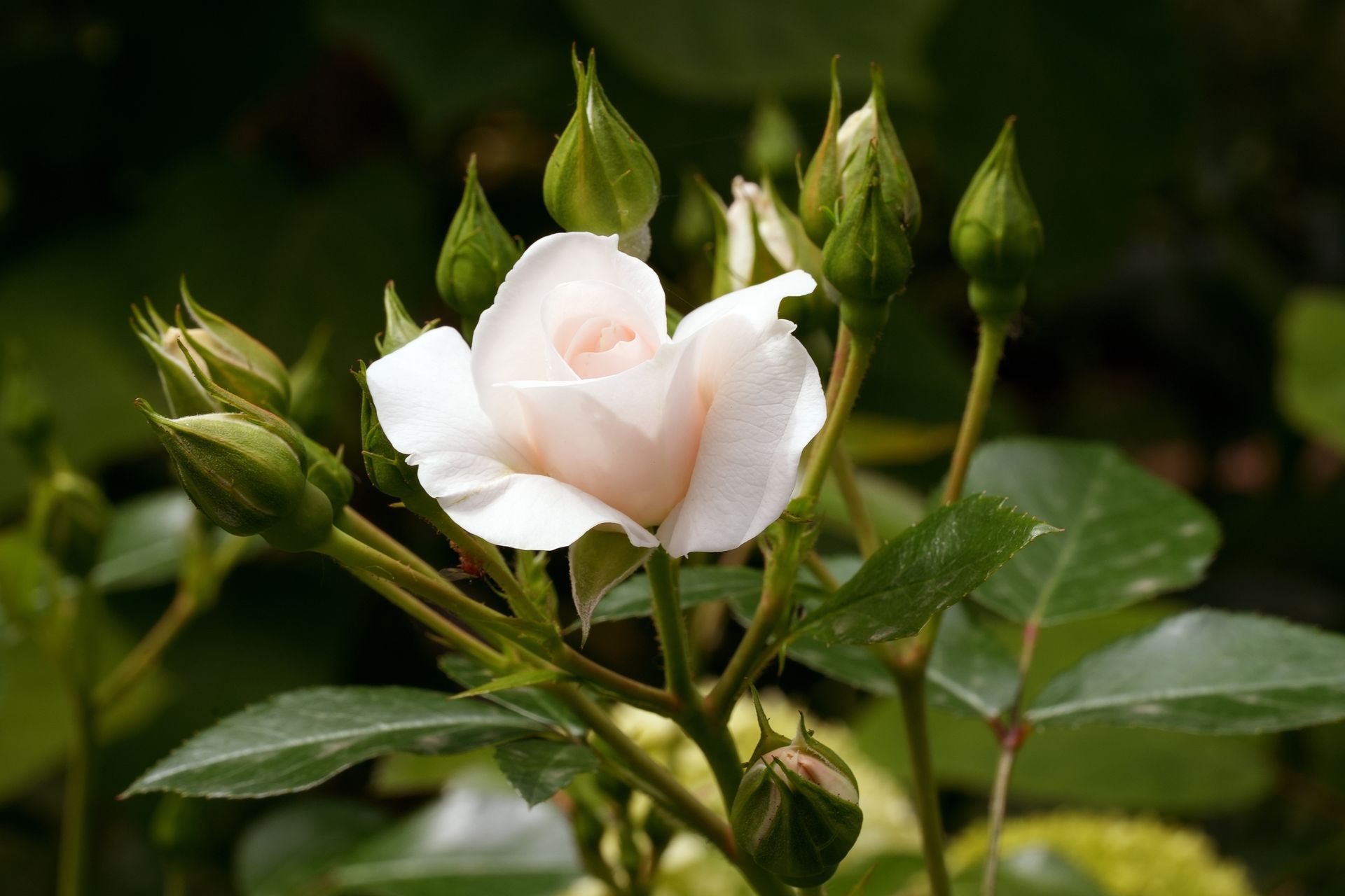 White rosebud blooming among green leaves and buds in a garden