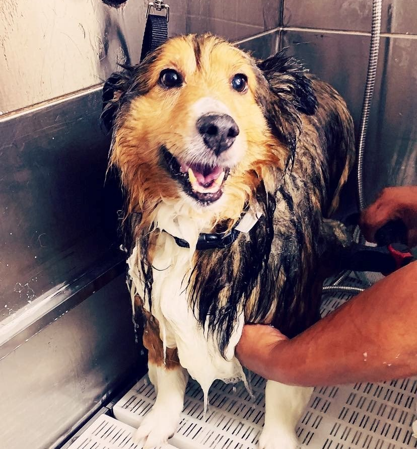 SelfGrooming Dayton, OH Pawsitively Perfect Grooming