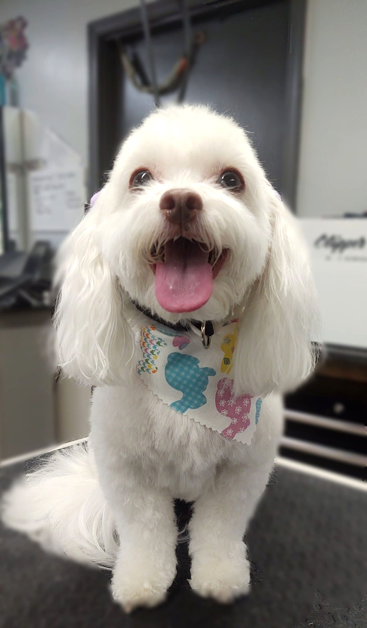 Pet Pictures Dayton, OH Pawsitively Perfect Grooming