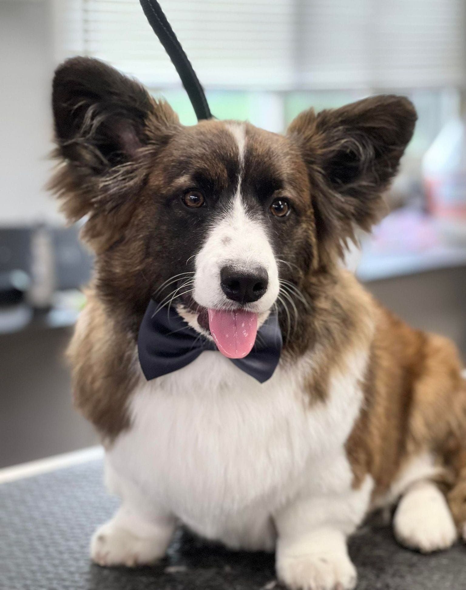 Pet Pictures Dayton, OH Pawsitively Perfect Grooming