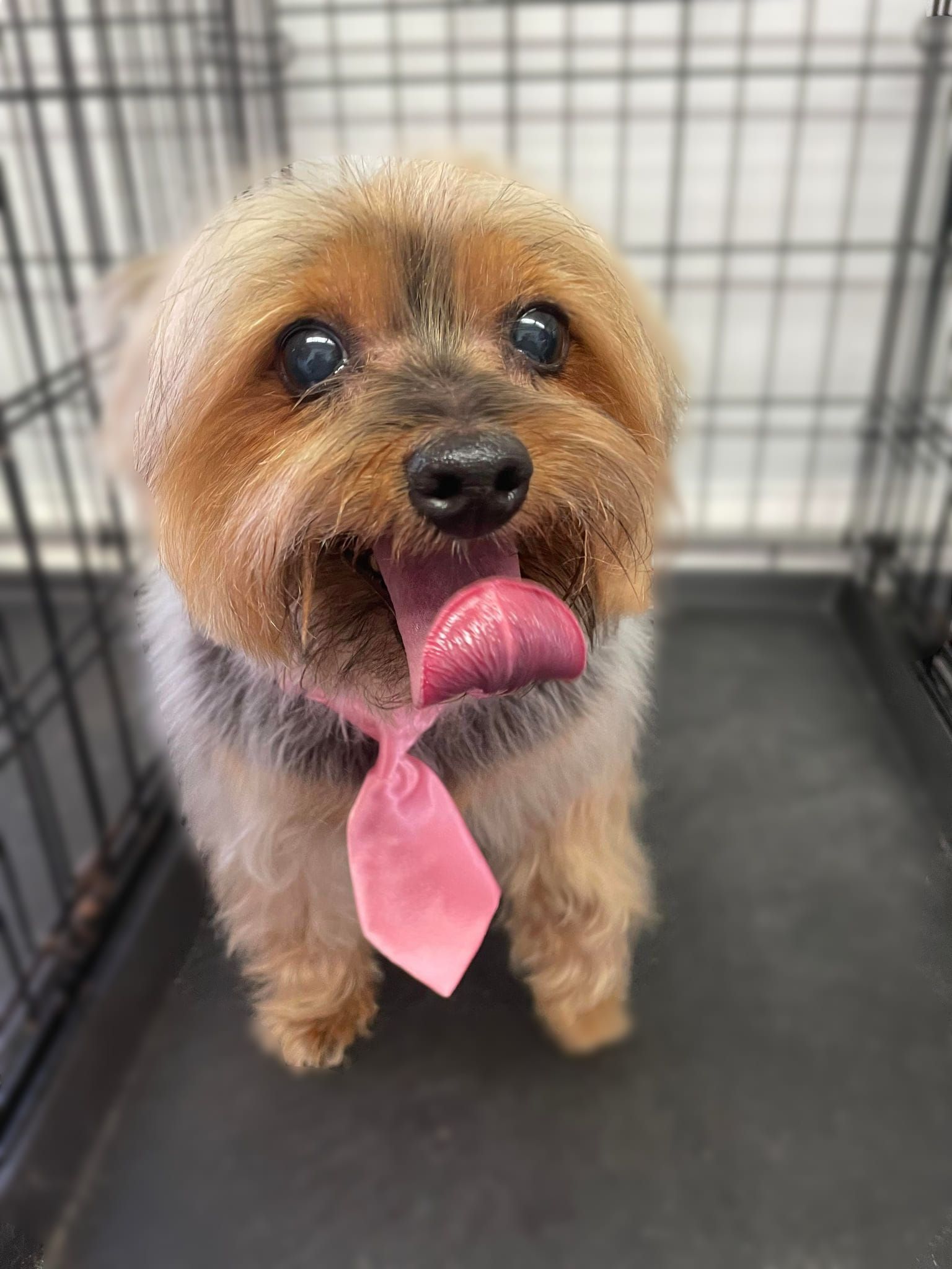 Dedayton Craigslist Pets For Sale By Owner - cew4yuw