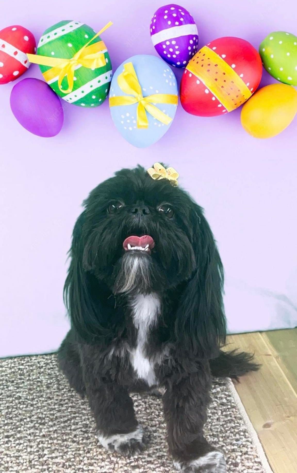 Pet Pictures Dayton, OH Pawsitively Perfect Grooming