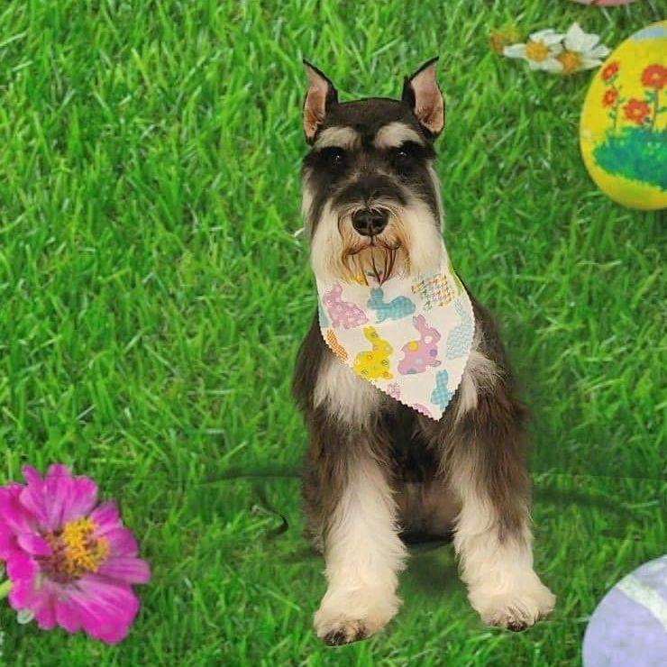 Pet Pictures Dayton, OH Pawsitively Perfect Grooming