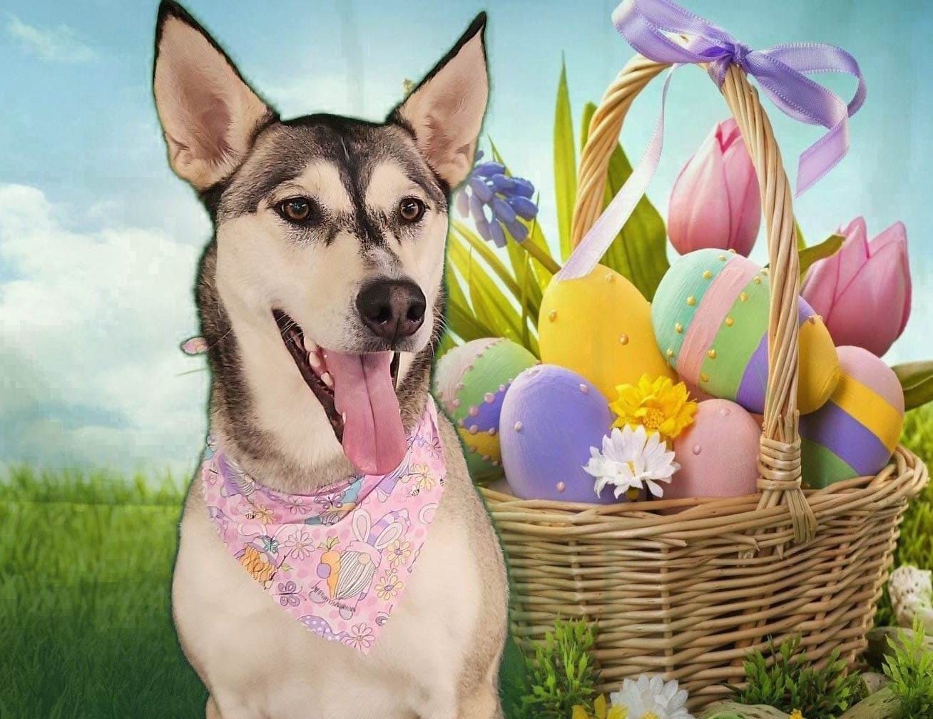 Pet Pictures Dayton, OH Pawsitively Perfect Grooming