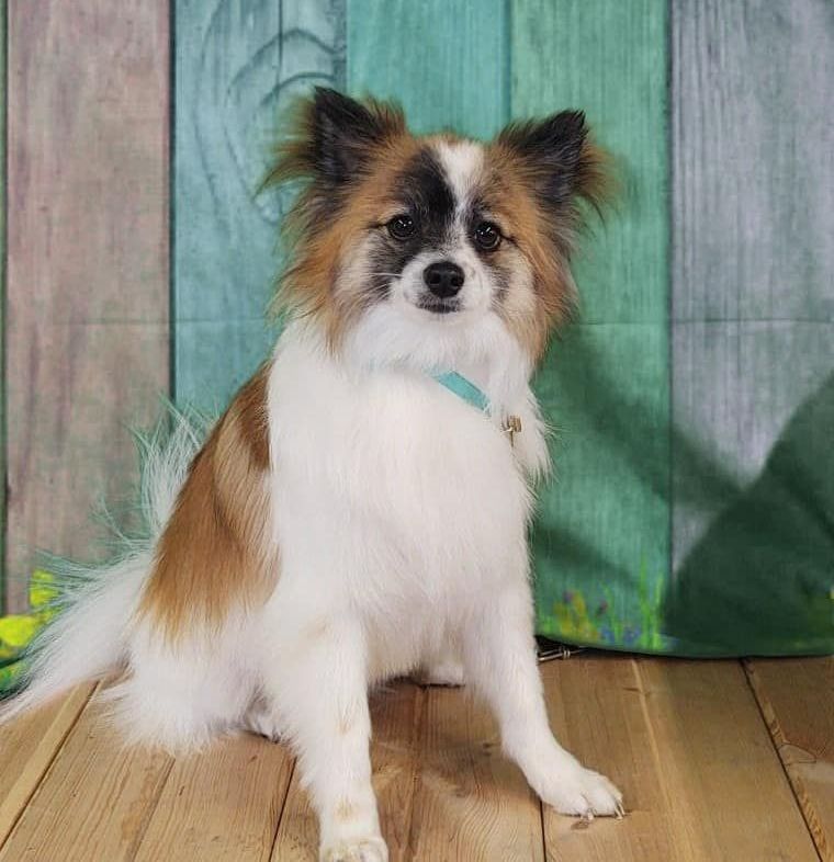 Pet Pictures Dayton, OH Pawsitively Perfect Grooming