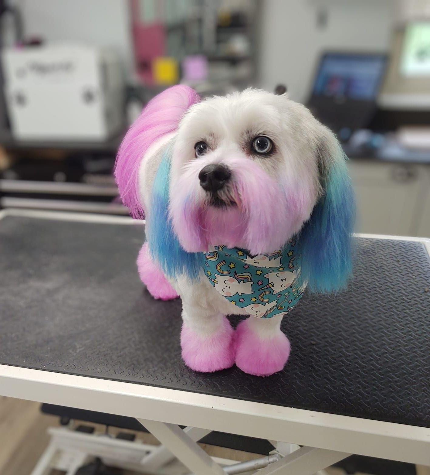 Pet Pictures Dayton, OH Pawsitively Perfect Grooming