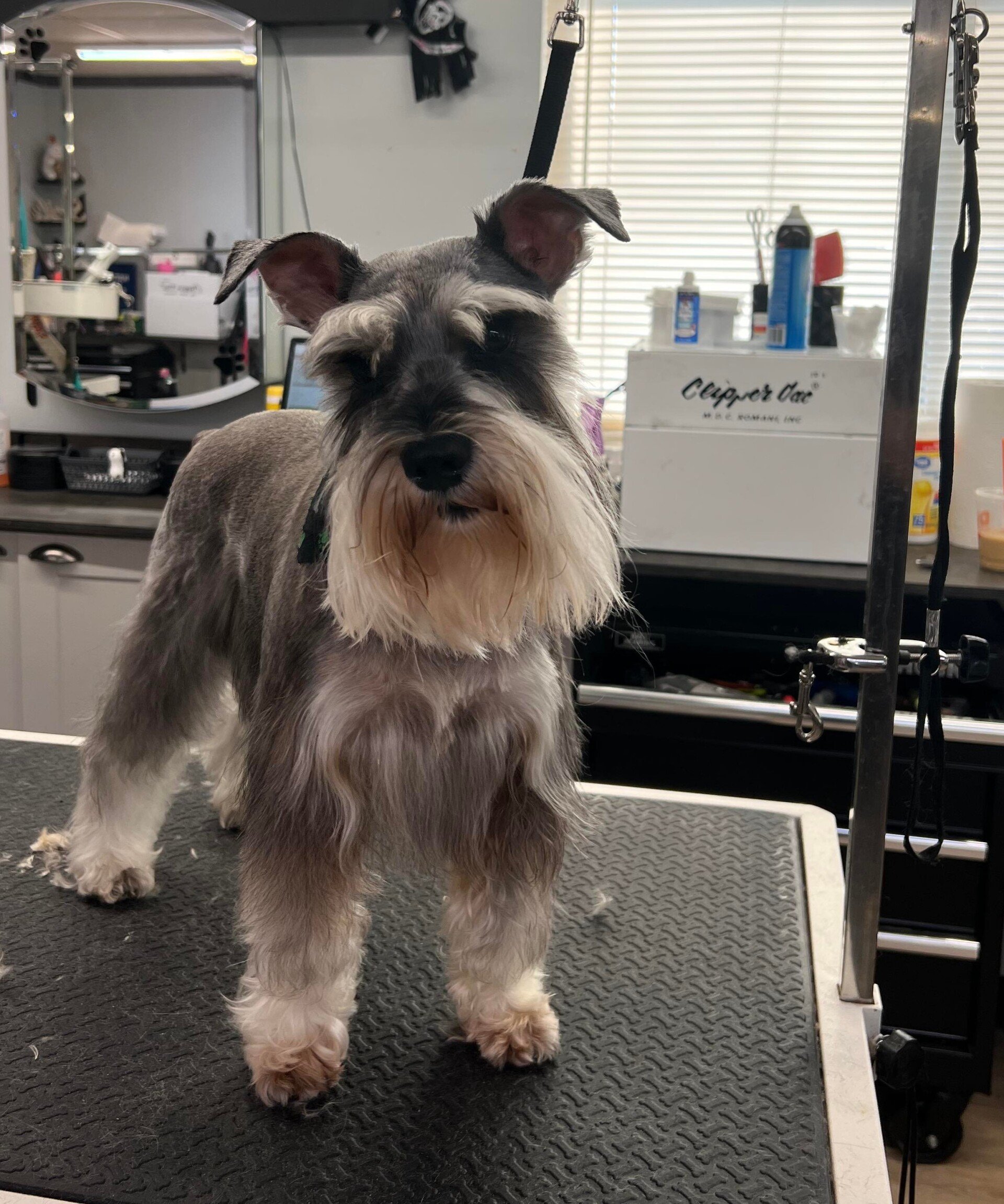 Pet Bathing & Grooming Dayton, OH Pawsitively Perfect