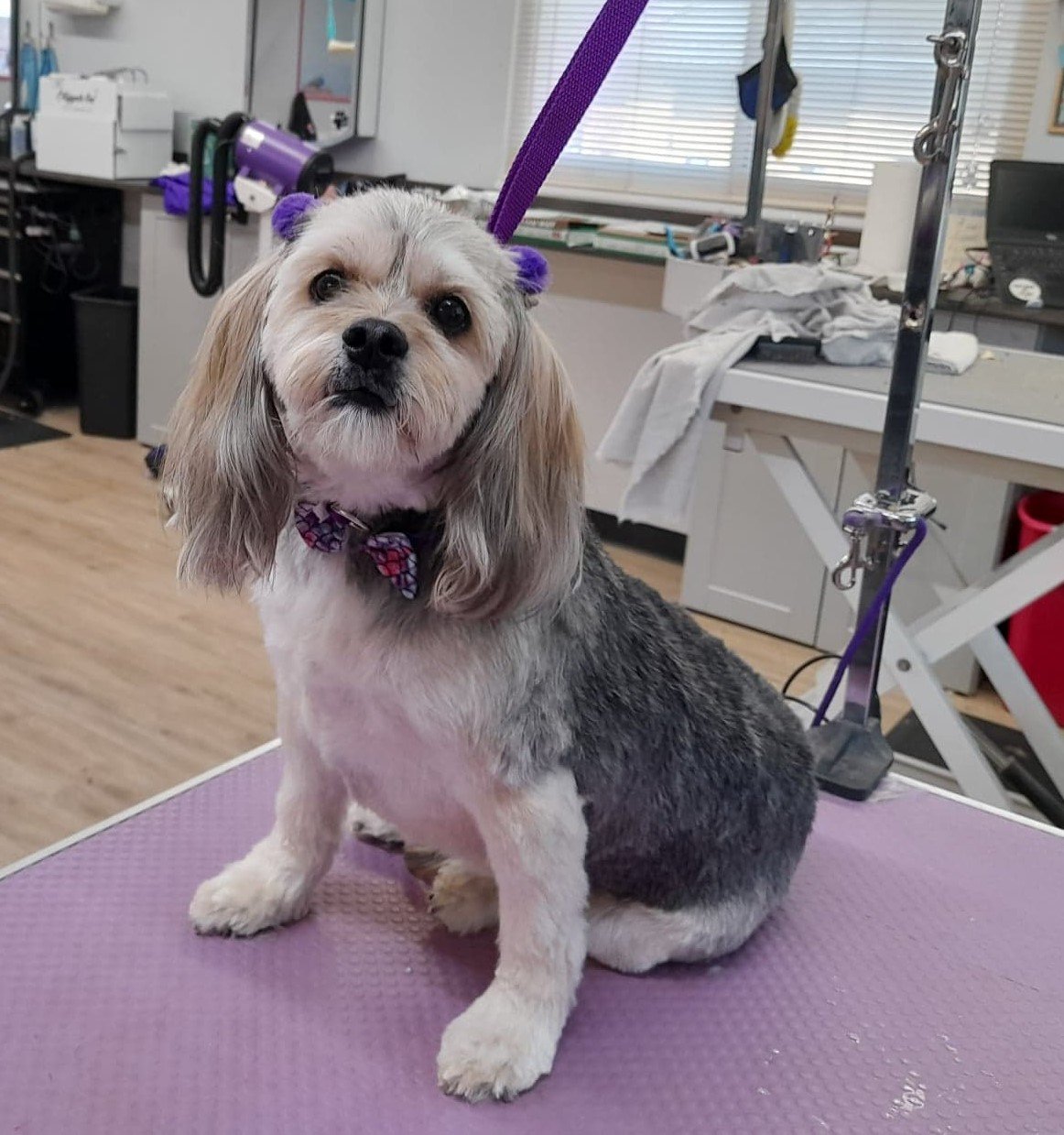 Pet Pictures Dayton, OH Pawsitively Perfect Grooming