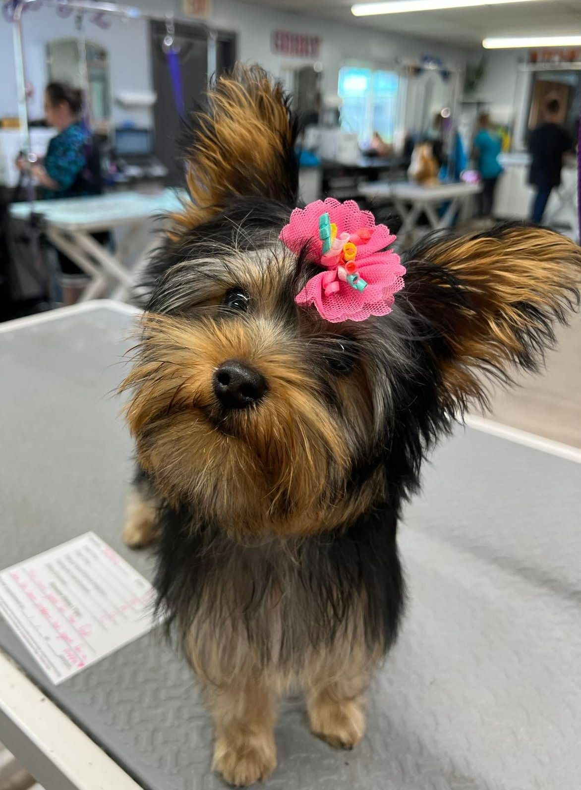 Pet Pictures Dayton, OH Pawsitively Perfect Grooming