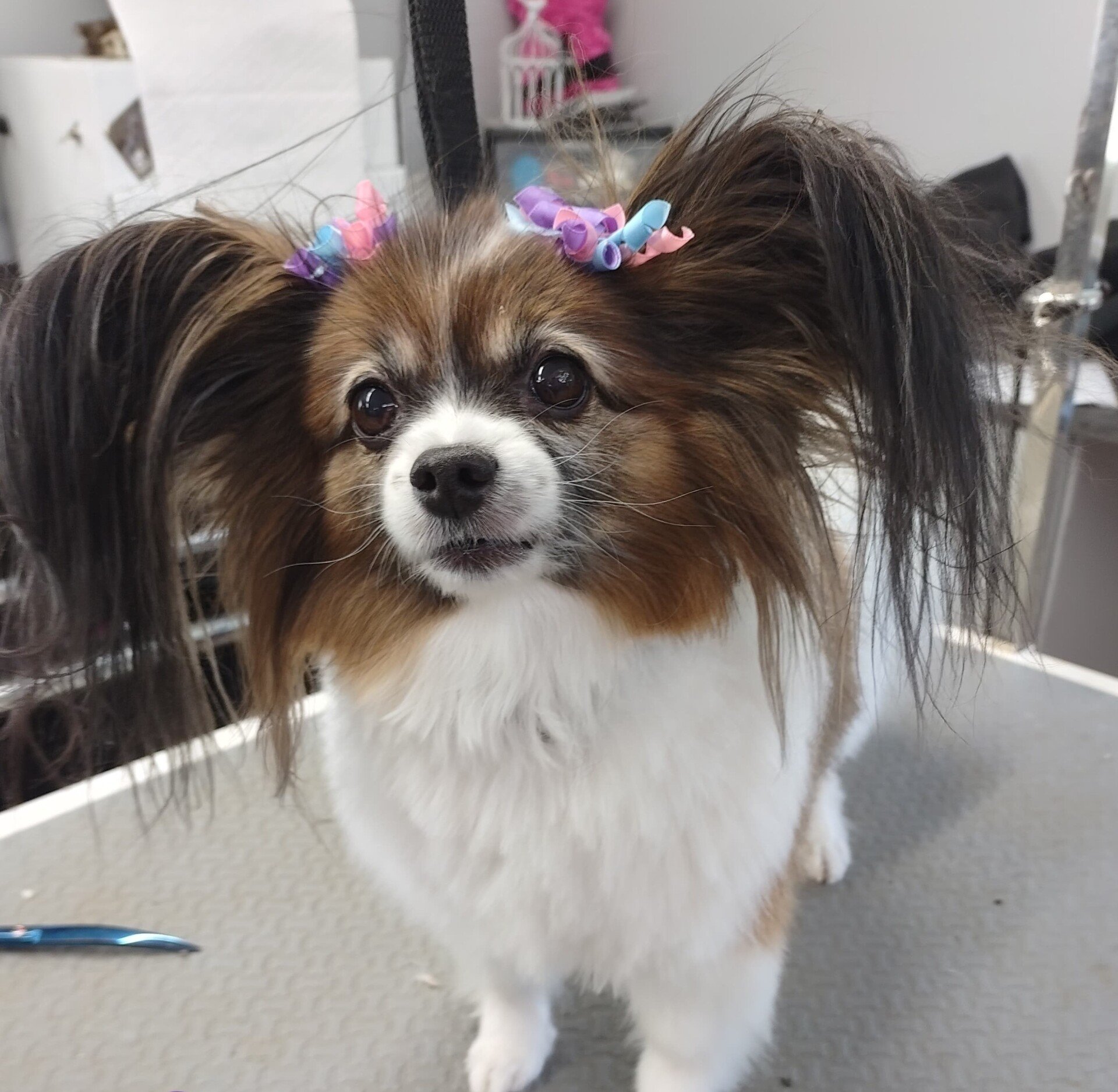 Pet Pictures Dayton, OH Pawsitively Perfect Grooming