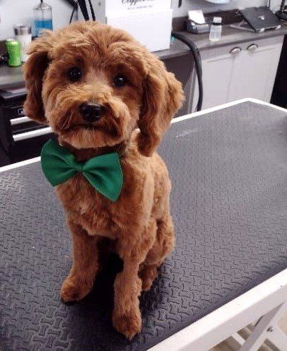 Dog With Green Ribbon — Dayton, OH — Pawsitively Perfect