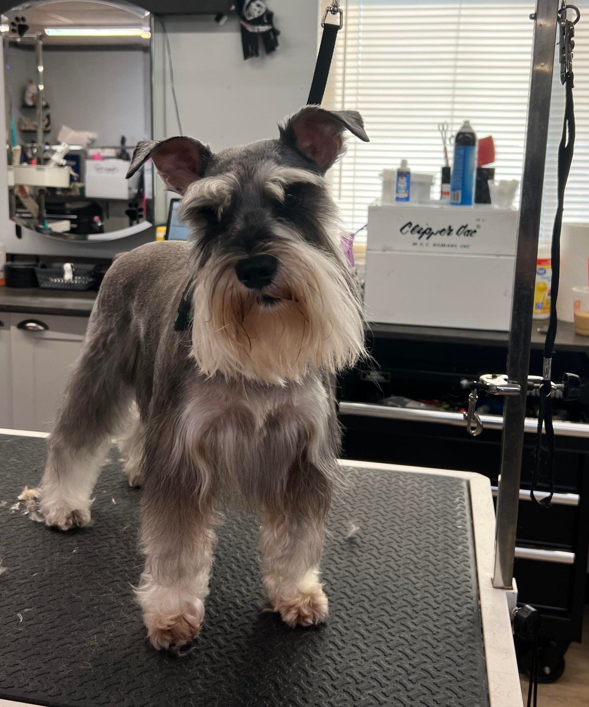 Dog After The Grooming — Dayton, OH — Pawsitively Perfect