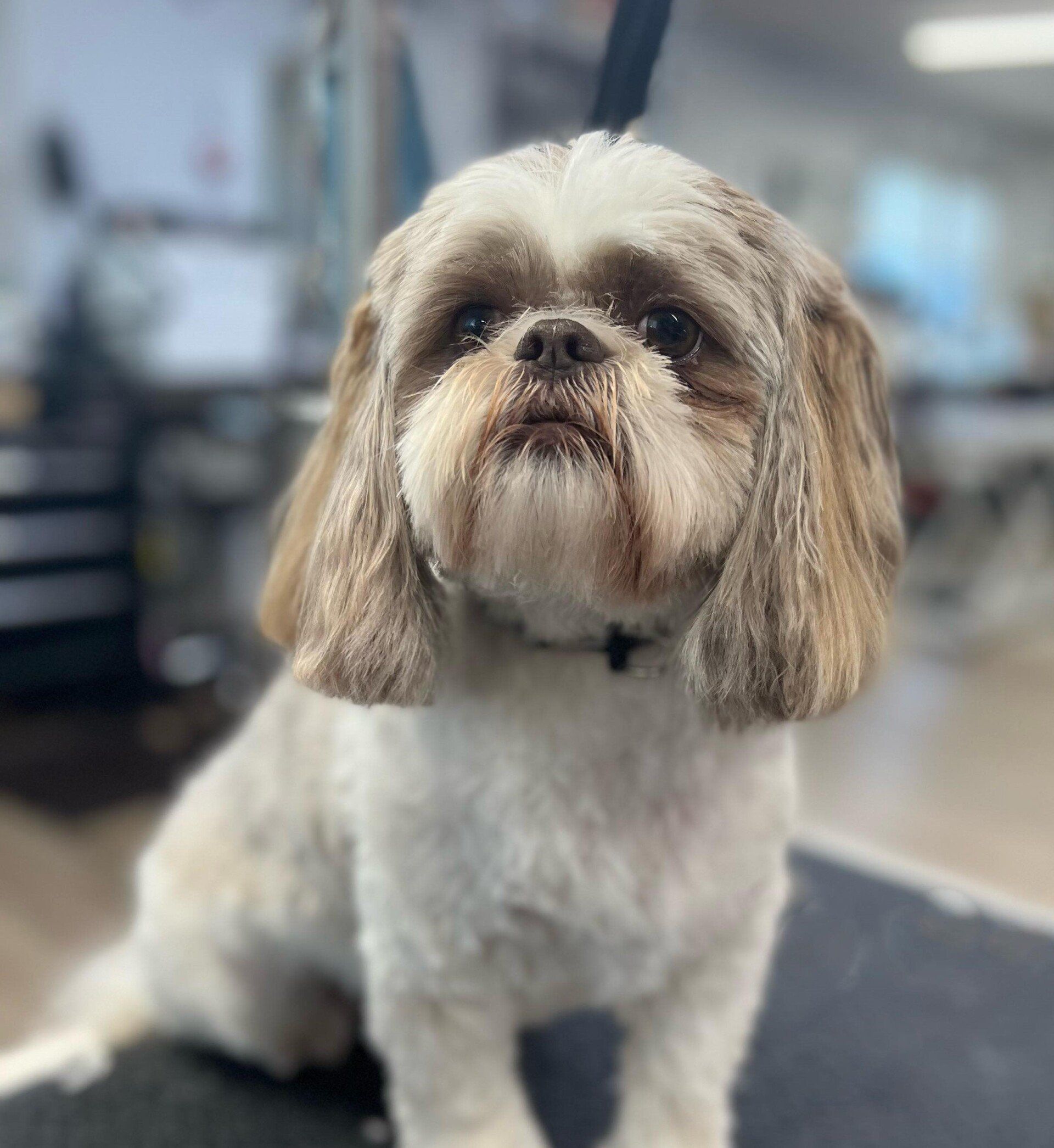 Dog Wearing Colar — Dayton, OH — Pawsitively Perfect