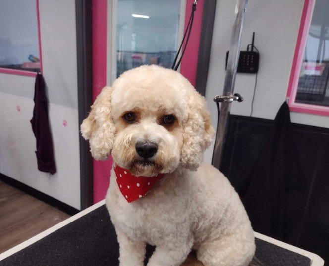 Dog With Red Scarf — Dayton, OH — Pawsitively Perfect