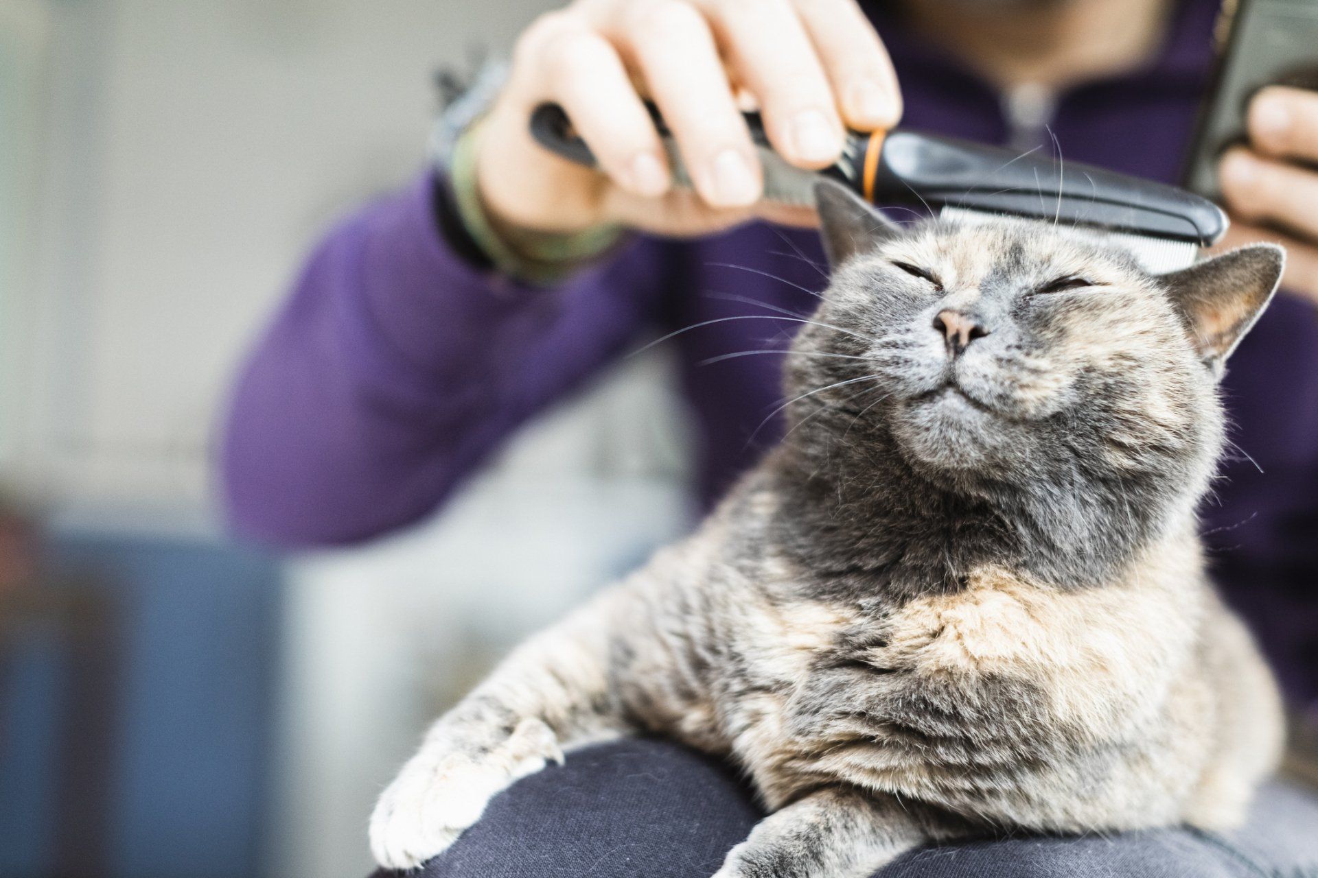 Cat Grooming — Dayton, OH — Pawsitively Perfect