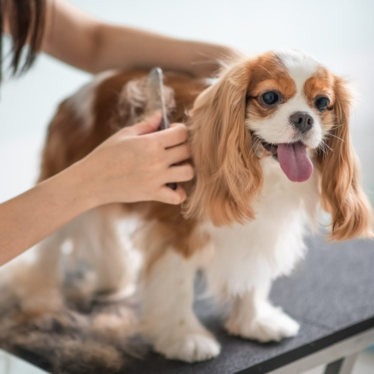 Dog Grooming — Dayton, OH — Pawsitively Perfect