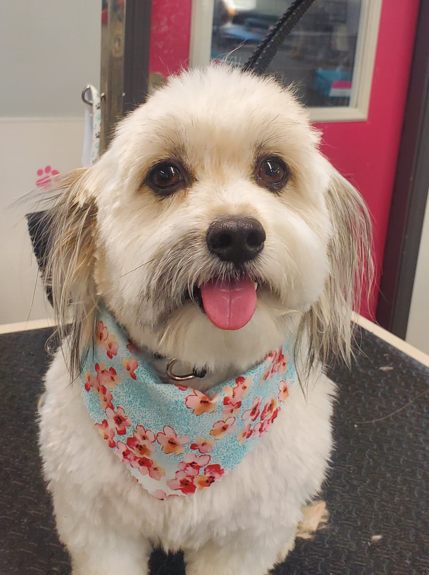 Dog Showing Its Tongue — Dayton, OH — Pawsitively Perfect