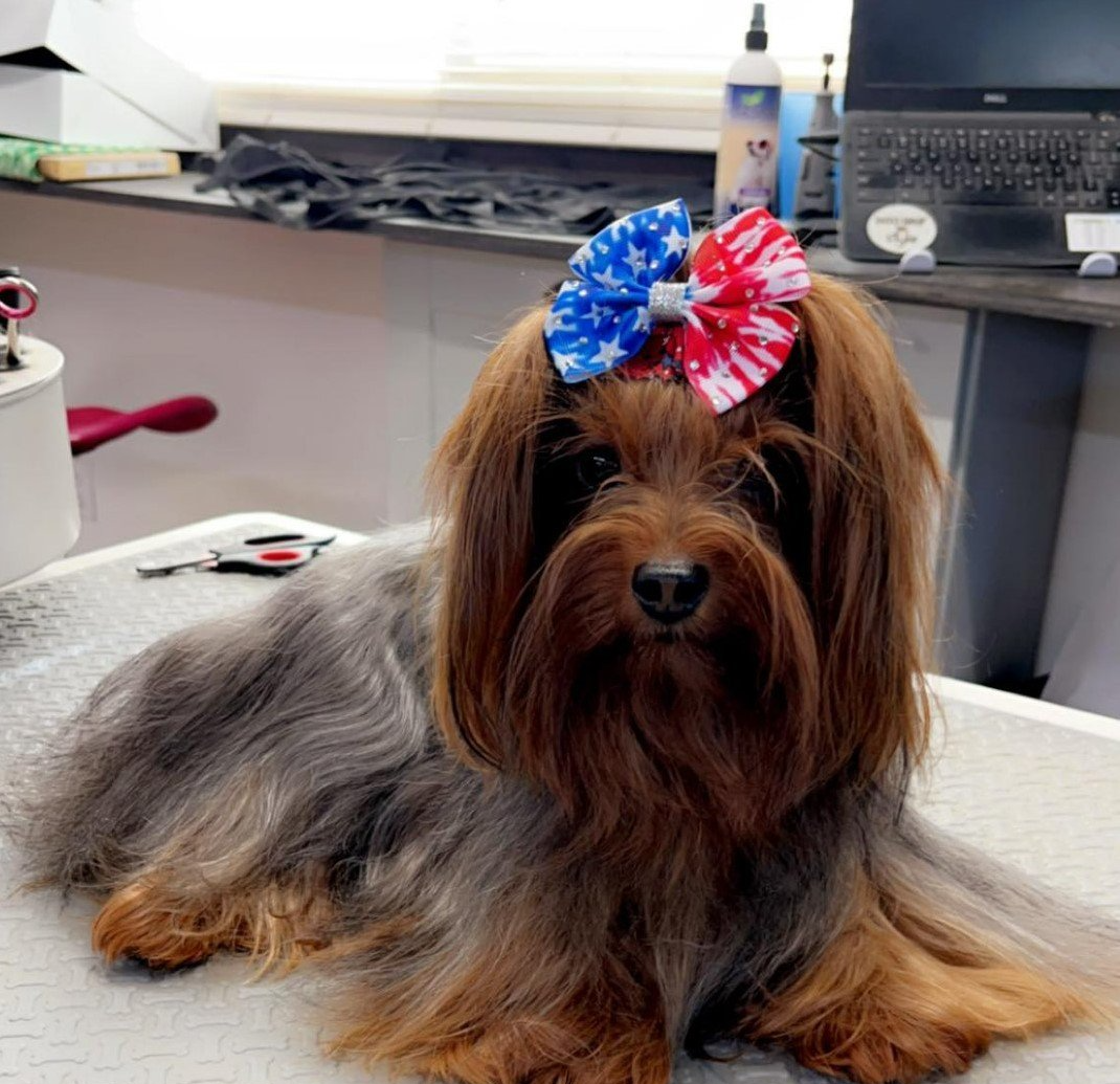 Dog With A Ribbon — Dayton, OH — Pawsitively Perfect