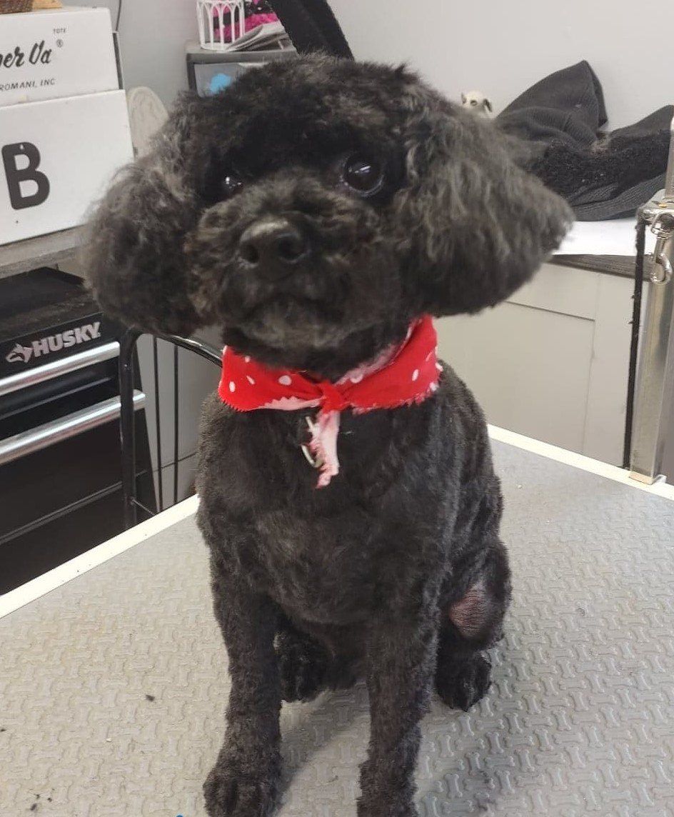 Dog Wearing Red Scarf — Dayton, OH — Pawsitively Perfect