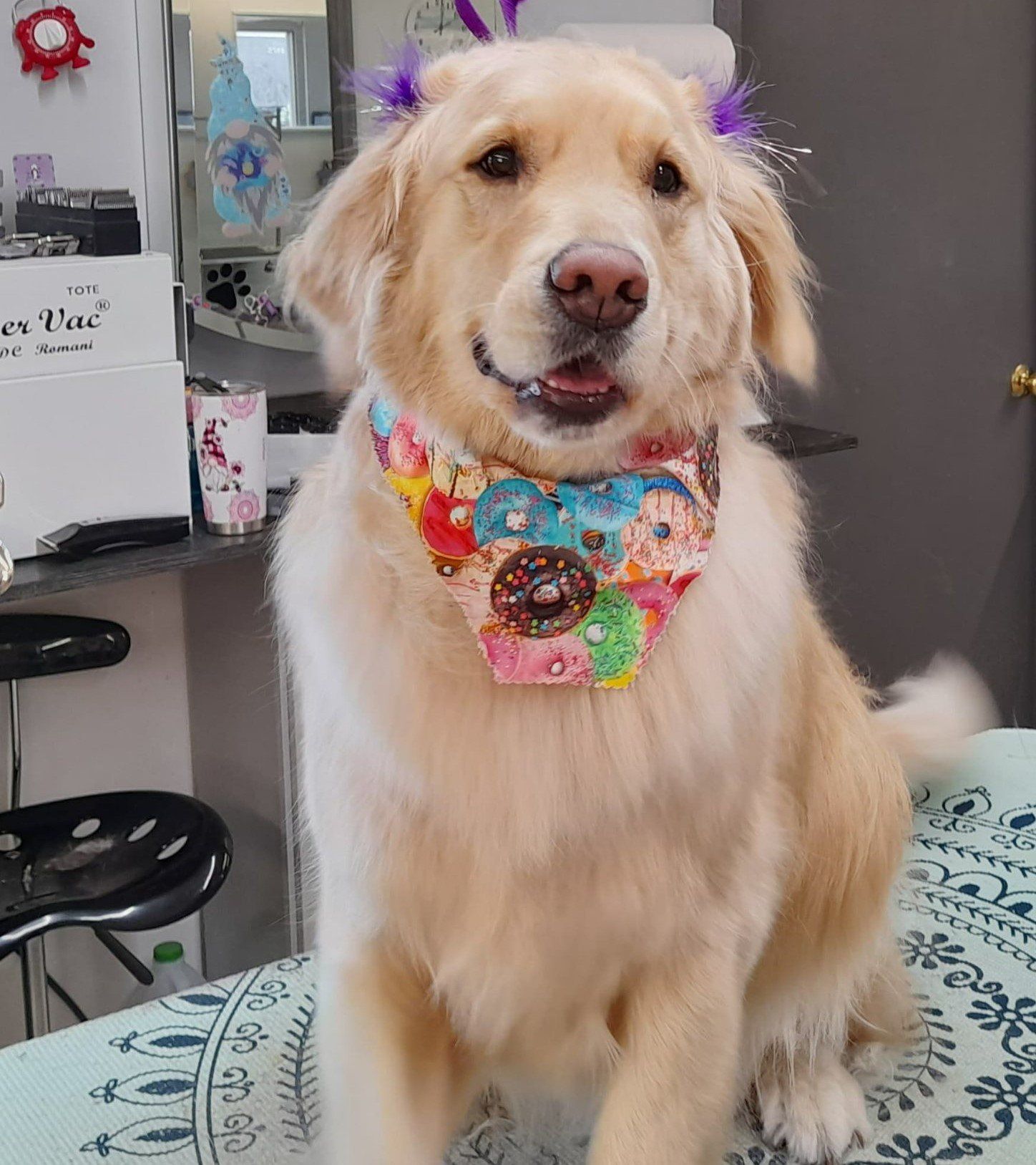 Dog Wearing Colorful Scarf — Dayton, OH — Pawsitively Perfect