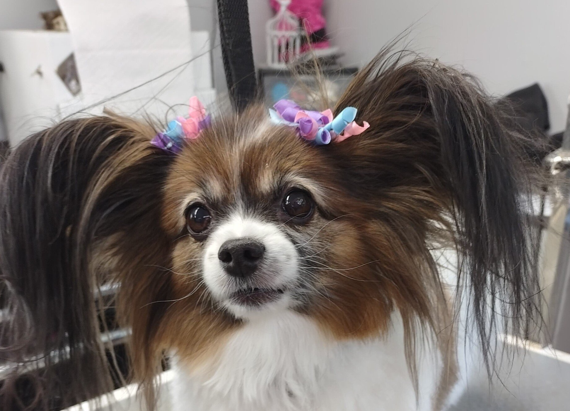 Dog With Hair Tie — Dayton, OH — Pawsitively Perfect