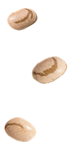 Grão feijão carioca
