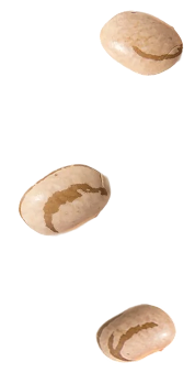 Grão feijão carioca