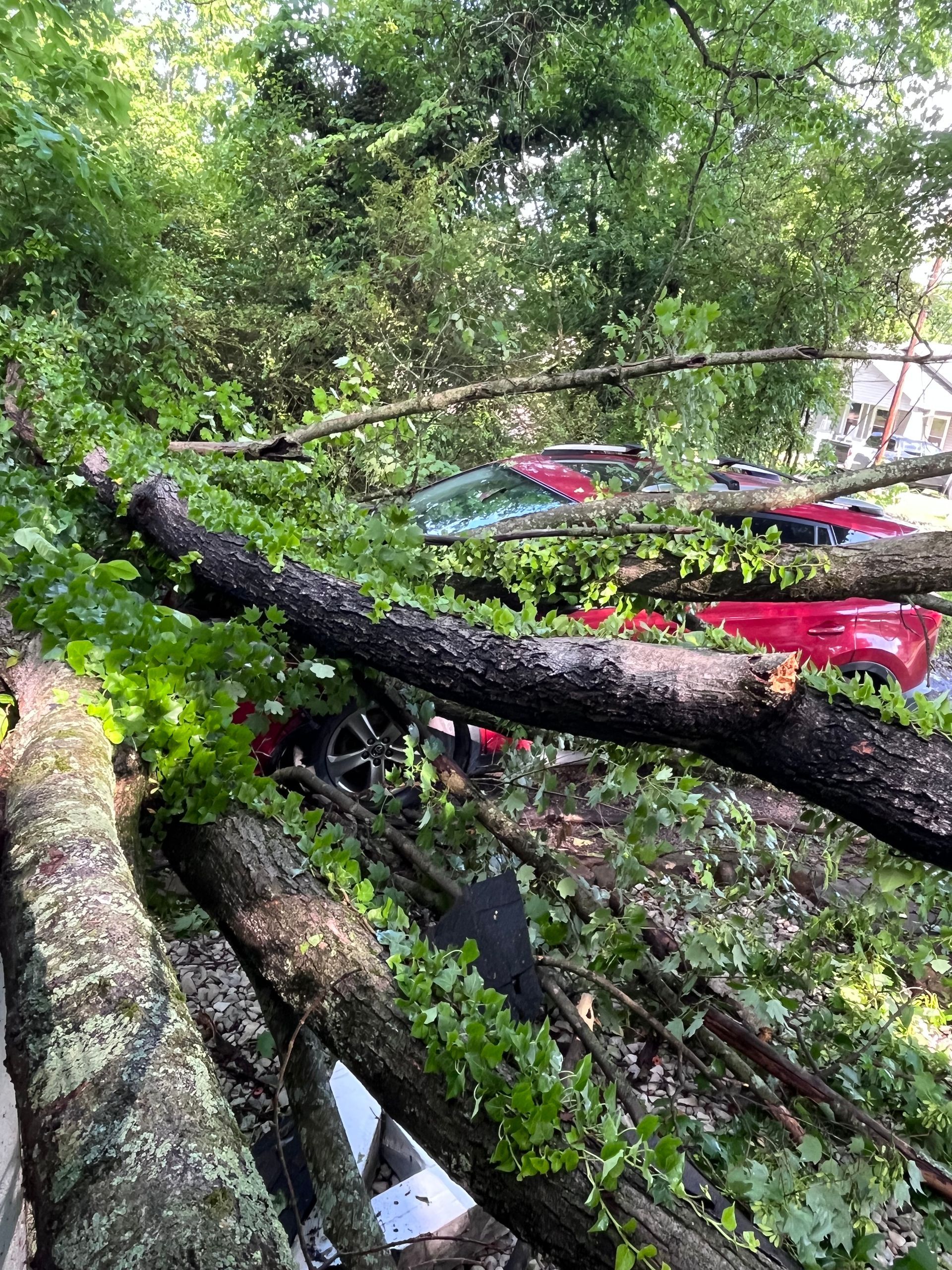 A tree that has fallen on a car in a parking lot.