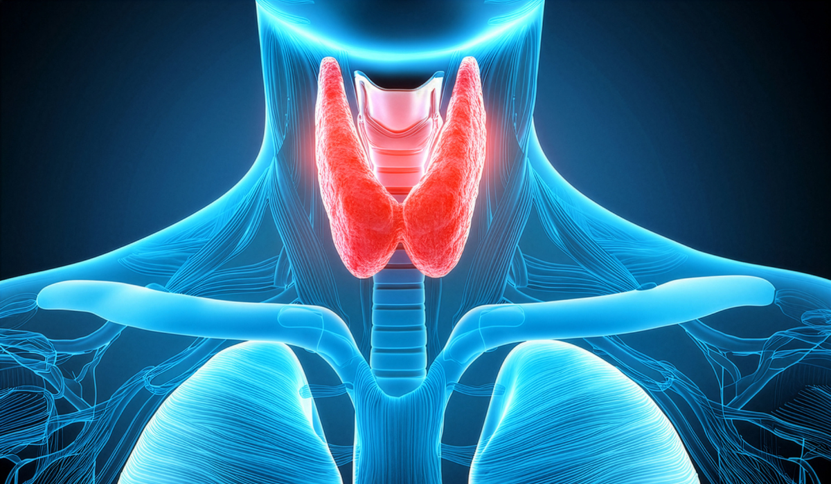 3D medical illustration of a glowing red thyroid gland in the neck over a blue torso outline