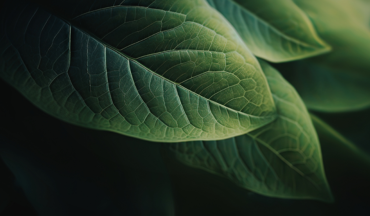 Close-up of green leaves with visible veins in soft, moody light