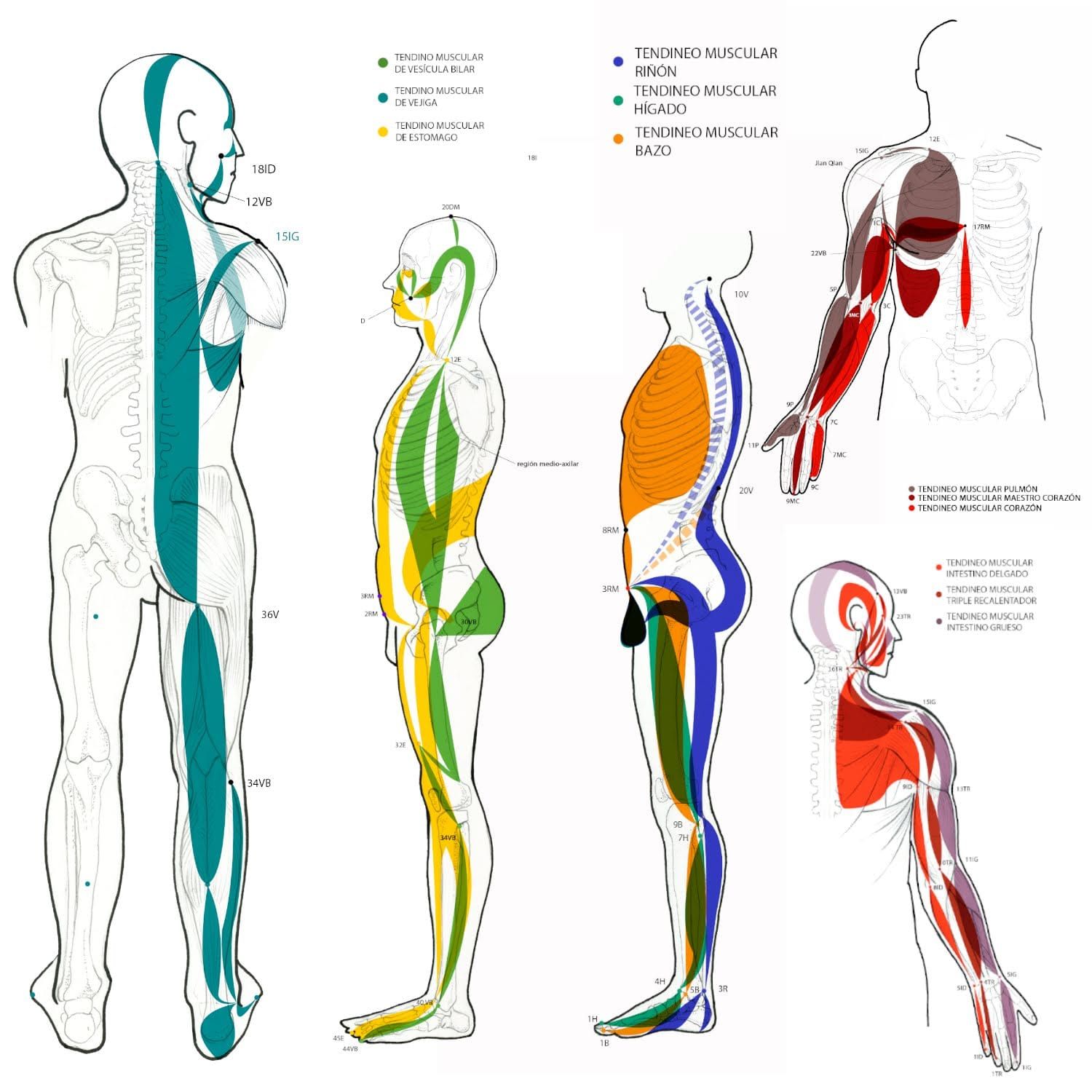Terapia postural i cura a Moma Clinic Andorra. Un diagrama de los músculos del cuerpo humano.