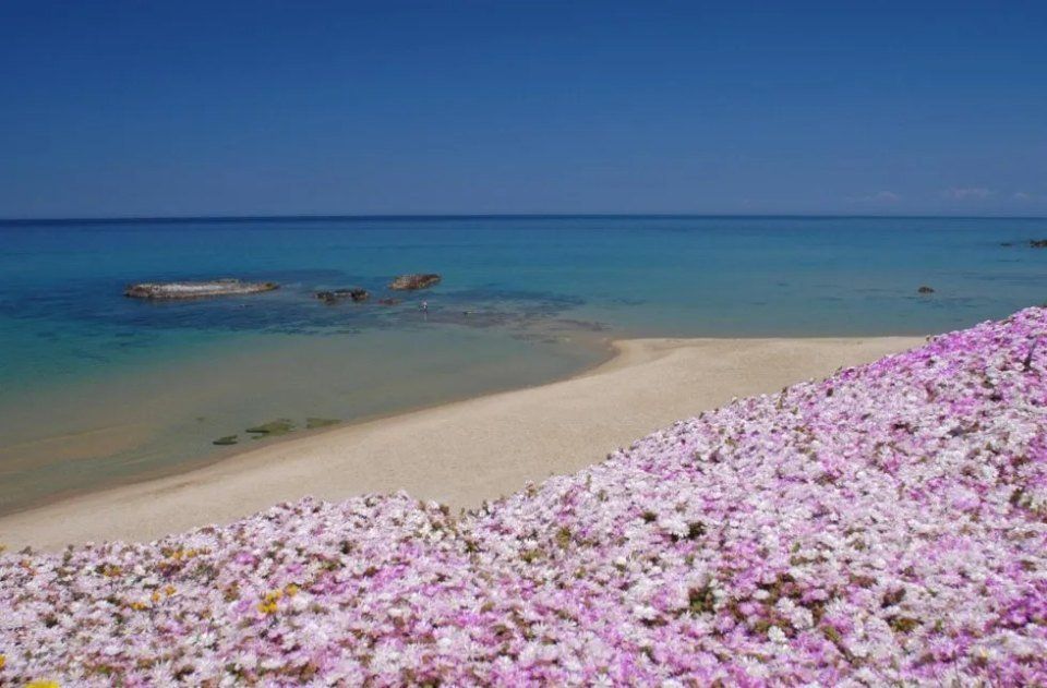 Spiaggia con vegetazione tipica