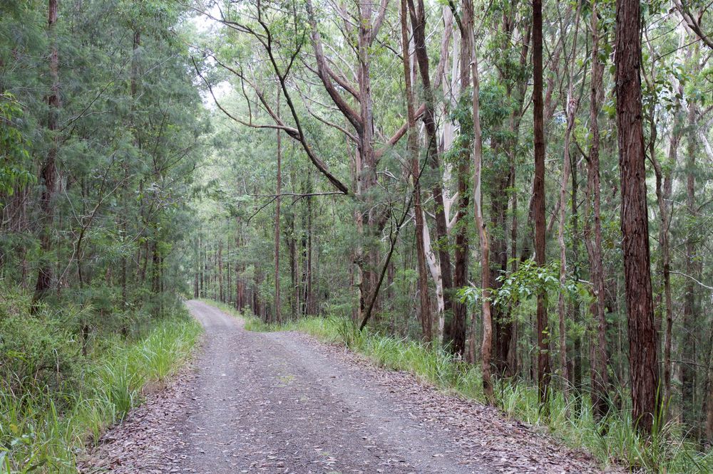 Gravel Road Curving Through a Dense Green Forest of Tall Trees — Concrete Colour Solutions in Dungog, NSW