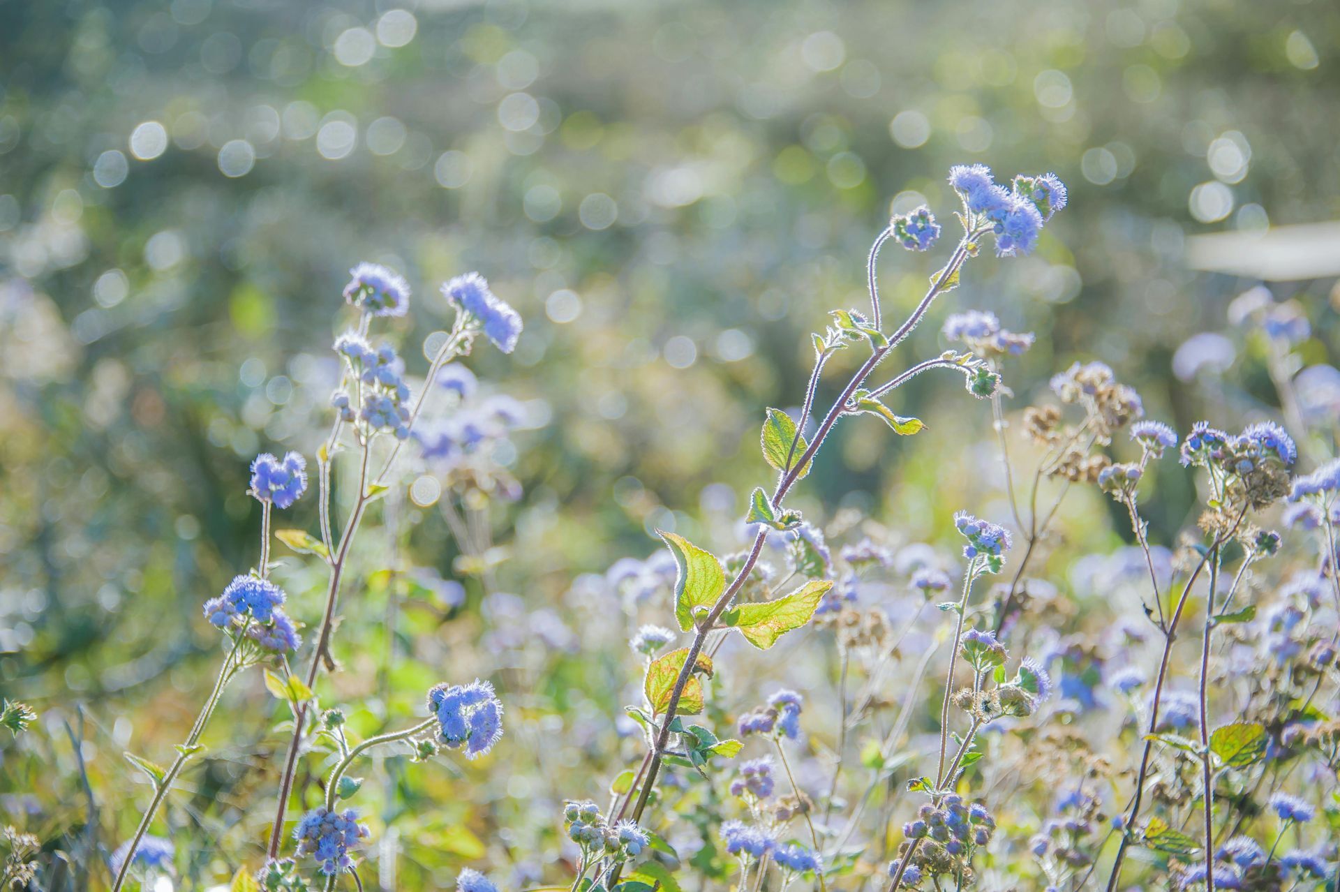 Recently sown wildflowers on a CDTS North & West project.