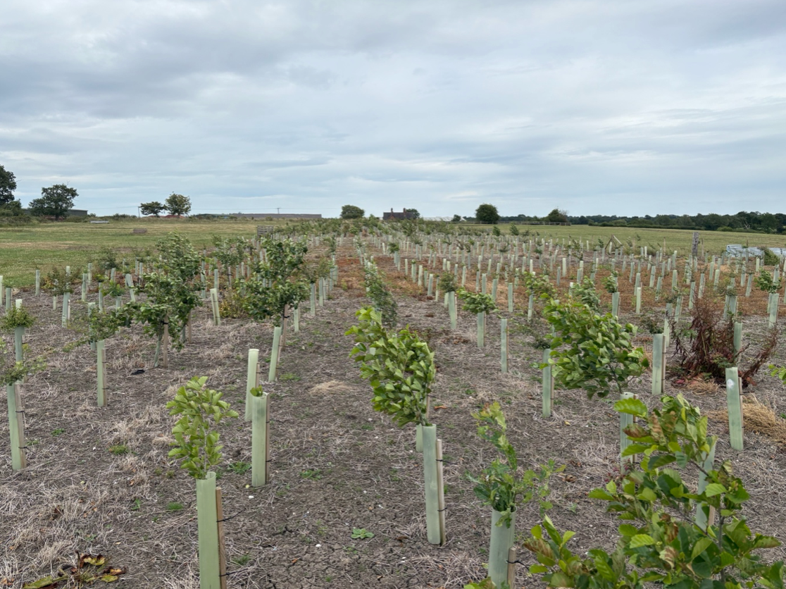 Newly planted trees at Cheshire Green Industrial Estate development