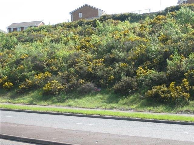 Highway embankment covered in dense native shrub and tree growth approximately 20 years after direct tree seeding by CDTS